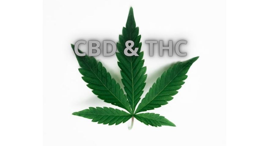 CBD a THC na Slovensku: Právne a Bezpečnostné Aspekty