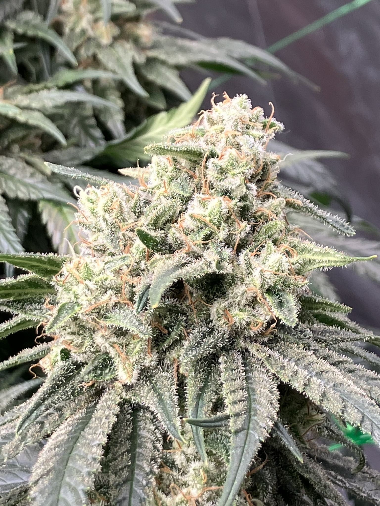 Pheno-hunting