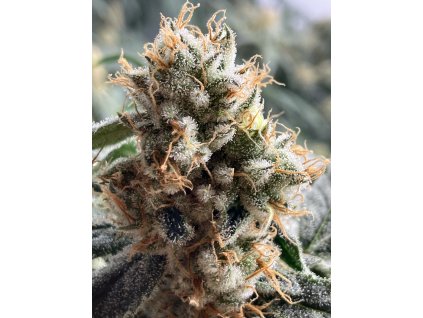 Triploid Sour Suver Haze  Triploid CBD