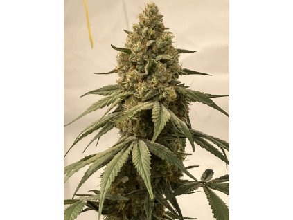 Sour Lifter Triploid