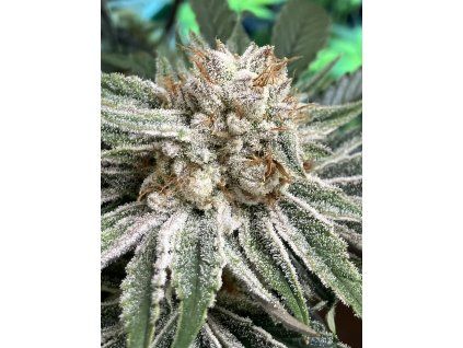 Květy White CBG Seedless