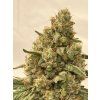 Klony Sour Lifter Triploid
