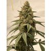 Klony Sour Lifter Triploid