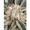 Květy White CBG Seedless