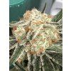 Květy White CBG Seedless