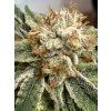Květy White CBG Seedless