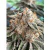 Květy White CBG Seedless