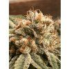 Květy White CBG Seedless
