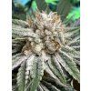 Květy White CBG Seedless