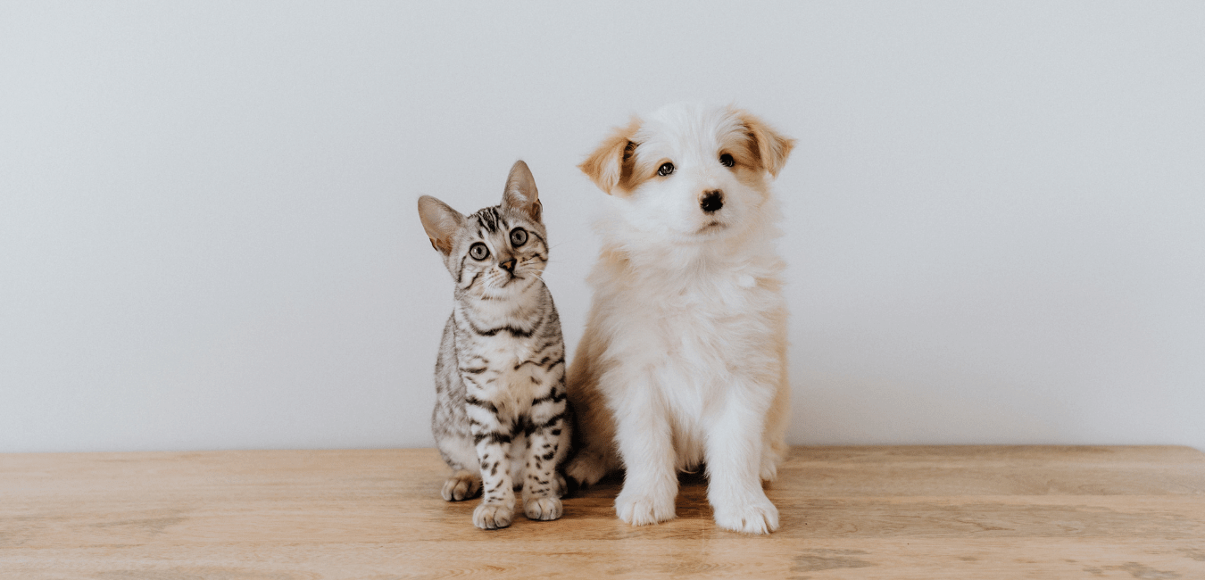 CBD pomáhá psům i dalším domácím mazlíčkům