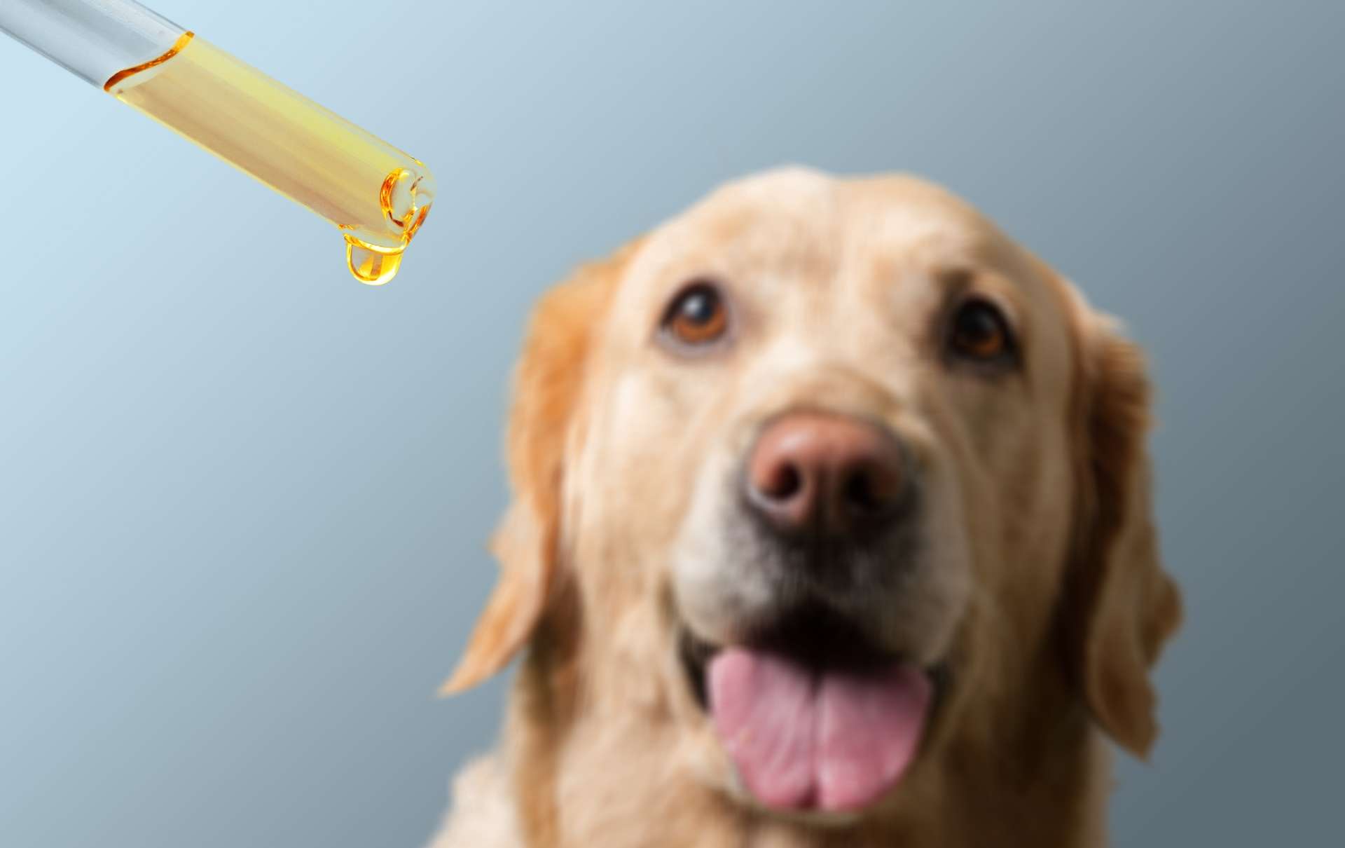 Jak CBD pro psy funguje a na co si dát pozor