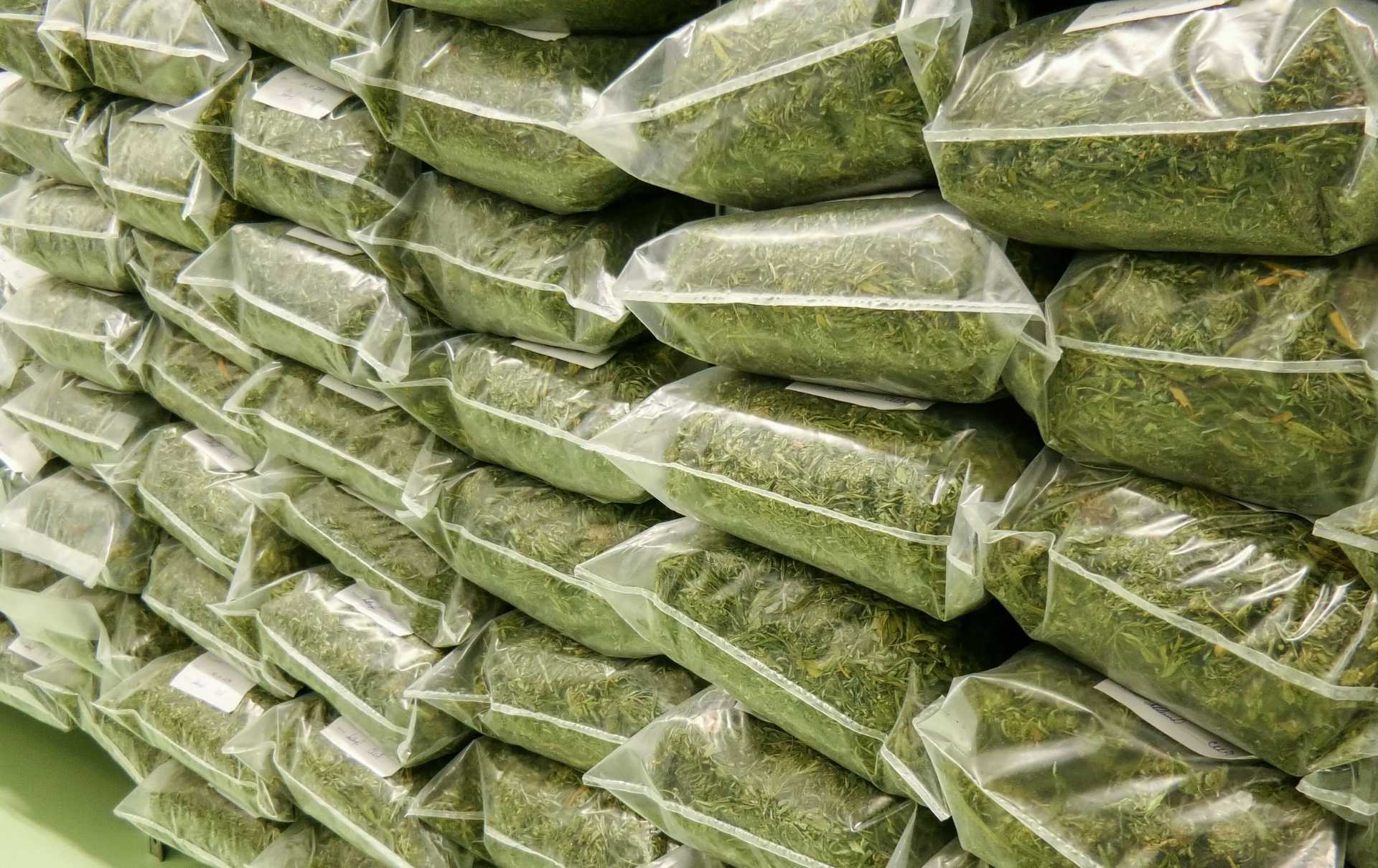 Návod a tipy jak skladovat nejen CBD konopí!