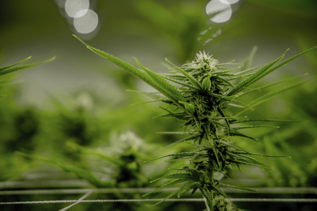 Co všechno léčí konopí?