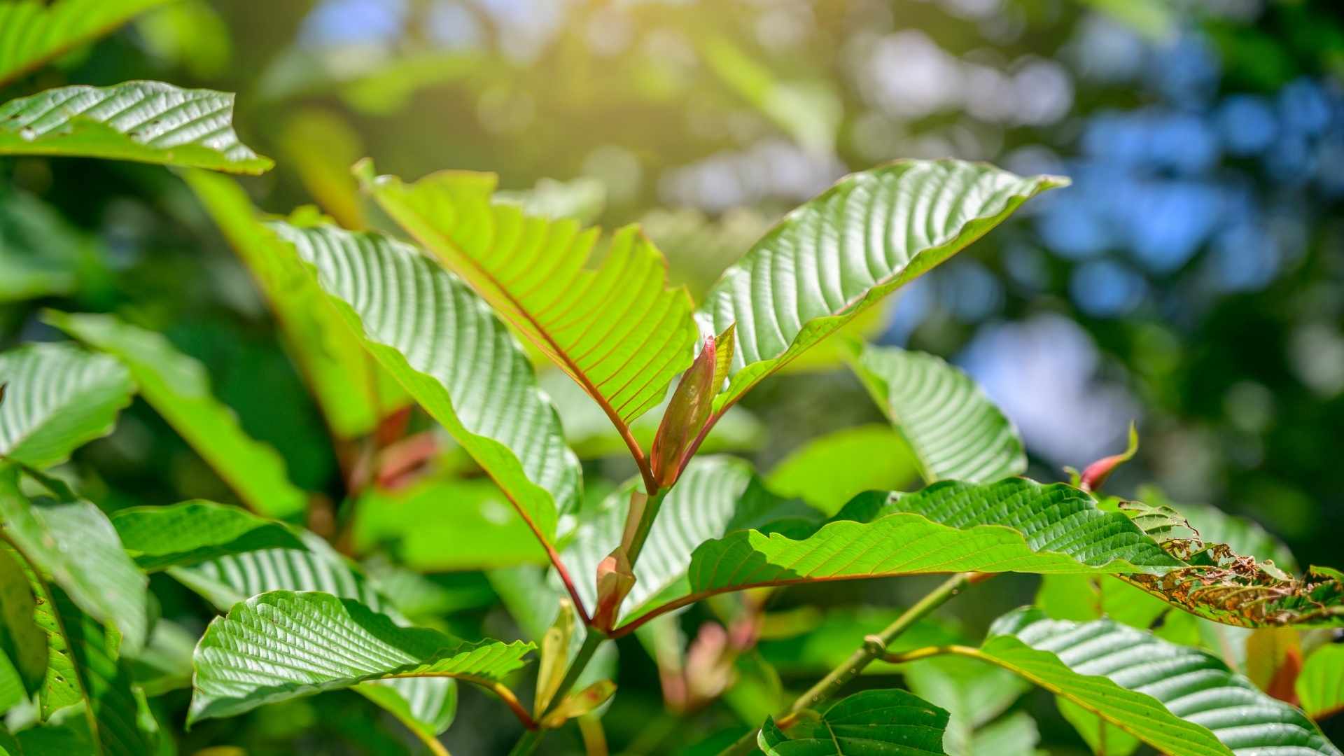 Co je to kratom a jaké má účinky?