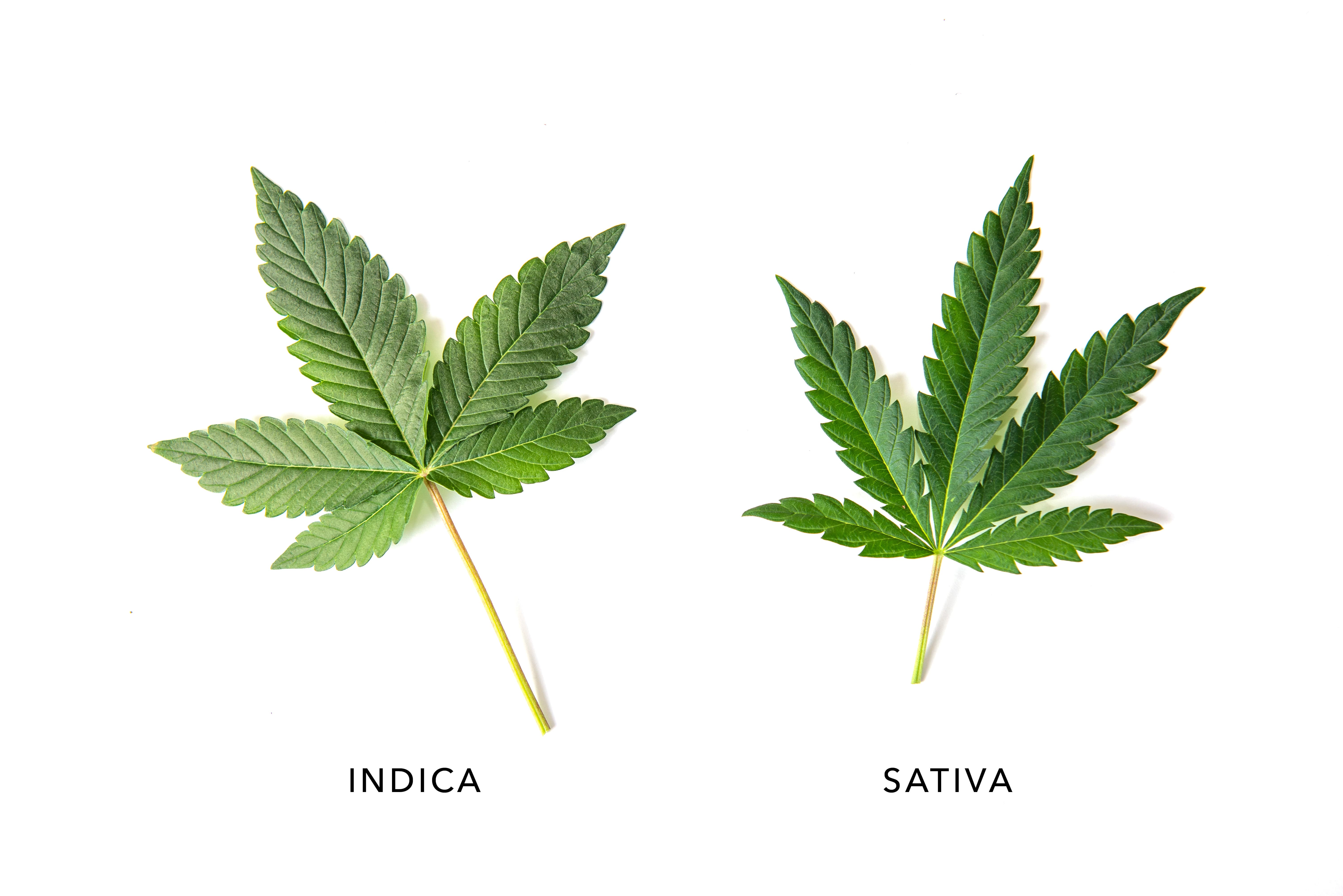 Indika vs. Sativa: základní taxonomie a chemické složení