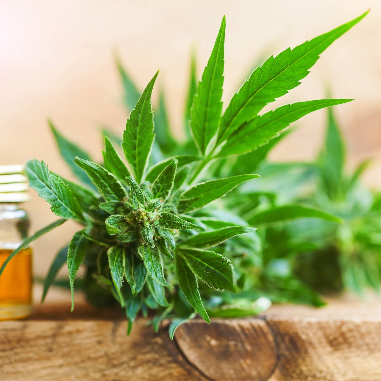 Co dělá HHC s naším tělem?