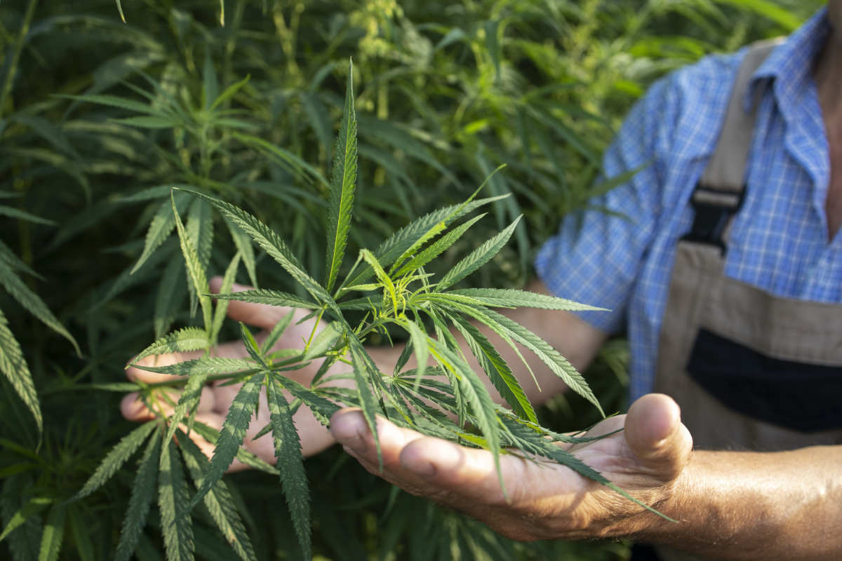 Je THC-P skutečně přírodní?