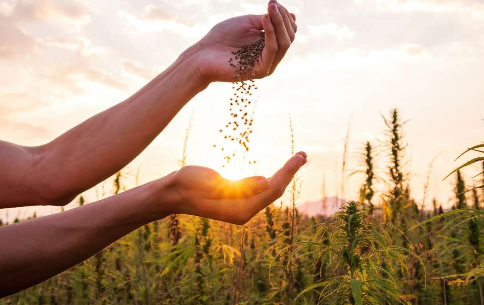 CBD olej není to samé jako olej konopný! Zjistěte proč