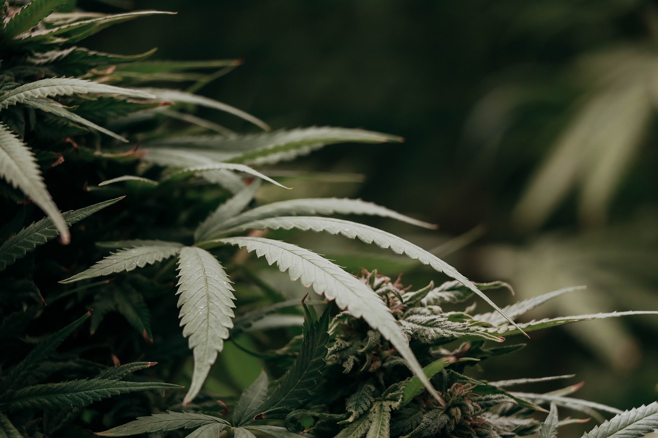 Co je THC-P: Vše co potřebujete vědět