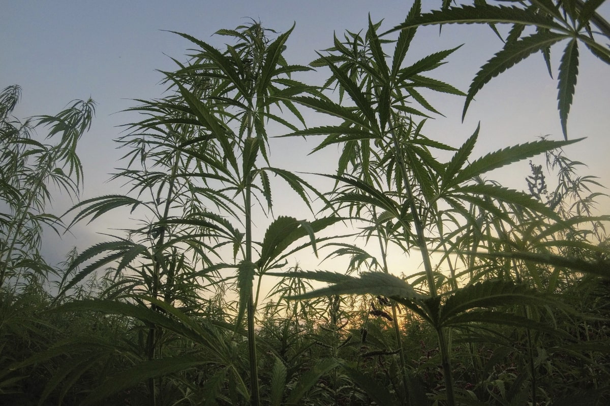 Má THC-P pozitivní vliv na kvalitu spánku?