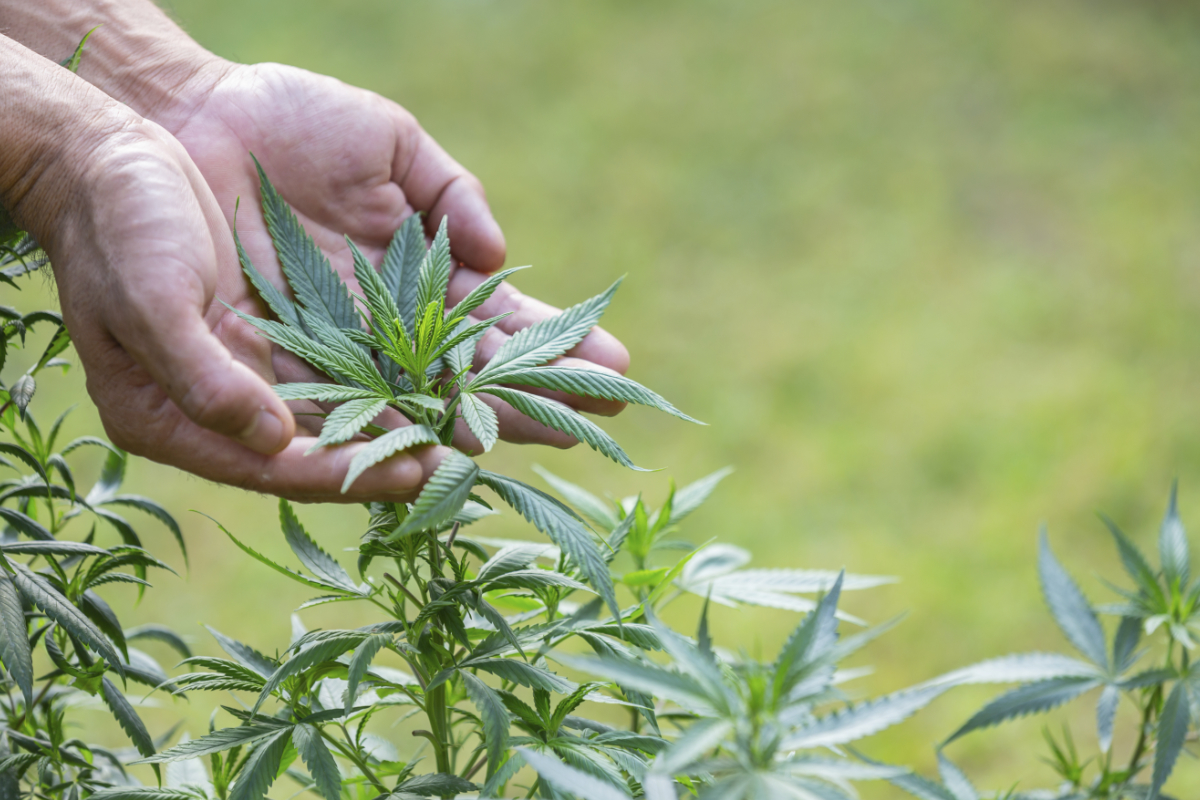 Účinky THC-P: Potenciální benefity nejsilnějšího kanabinoidu