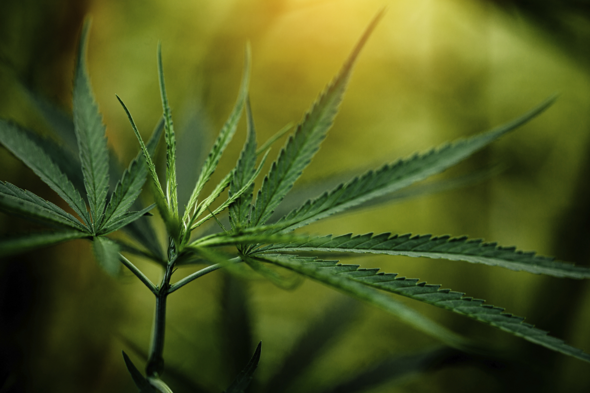 THC-P vs. THC: Komplexní srovnání