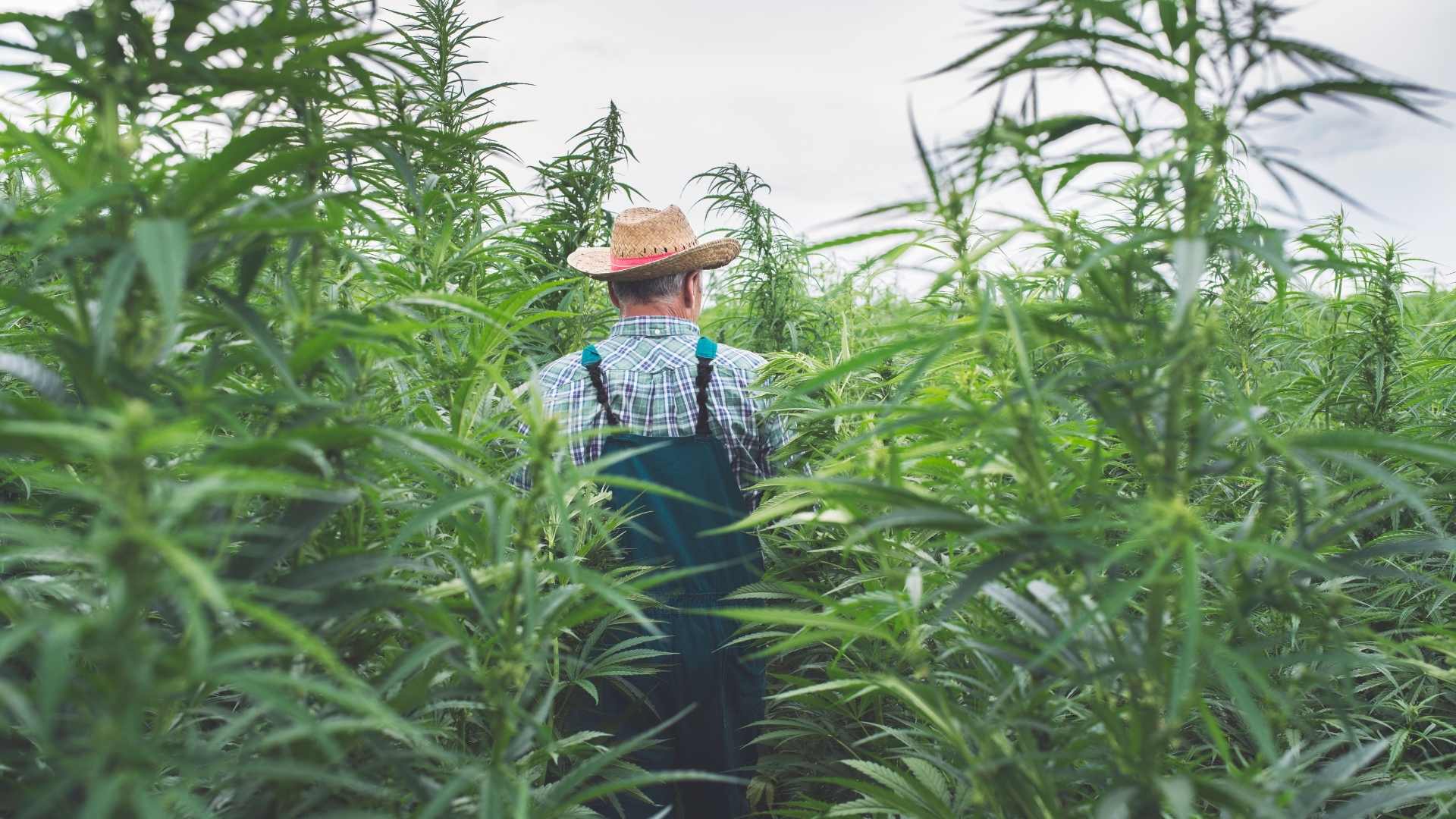 Ekologie, móda, stavebnictví, kde všude může konopí a cbd pomoc?