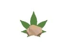 CBD Hashish