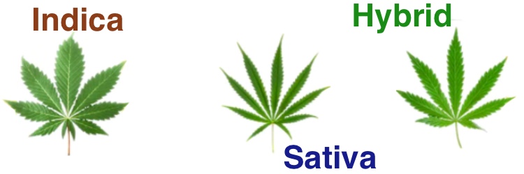 Indica_Sativa_Hybrid