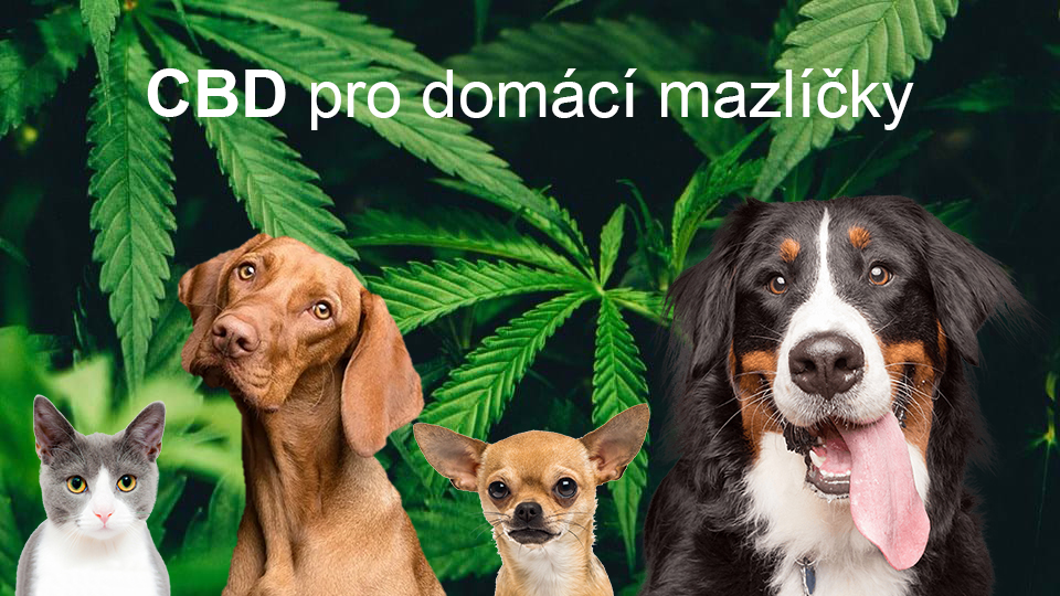 CBD pre psy - prírodný pomocník?