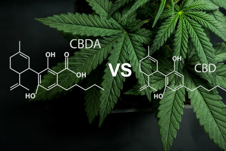 CBDa vs CBD. Aké sú rozdiely?