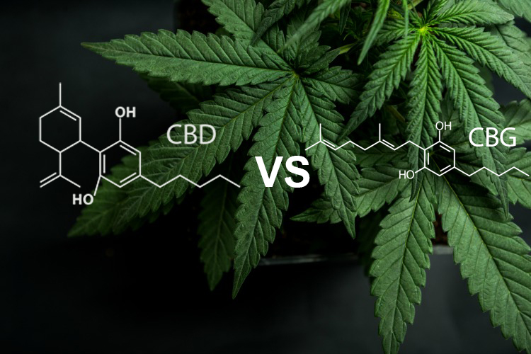 CBG vs CBD