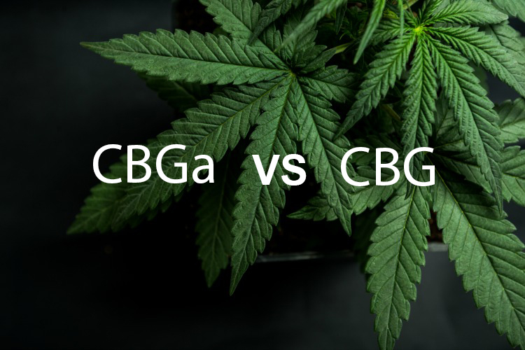 CBGa vs CBG - Co to je a čím se liší?