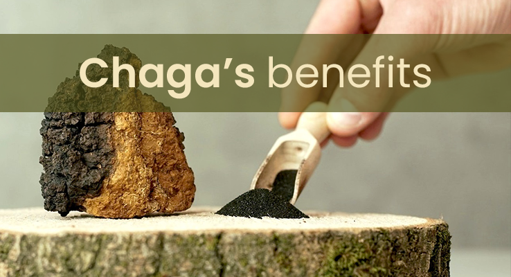 Chaga mushroom and its benefits