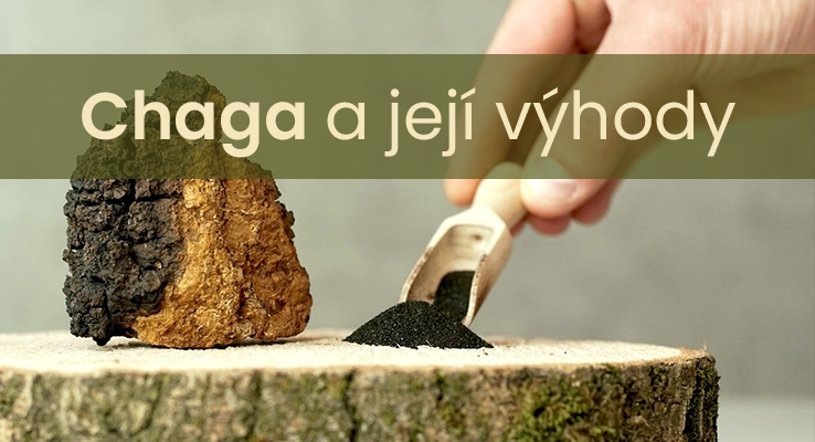 Huba Chaga a jej výhody