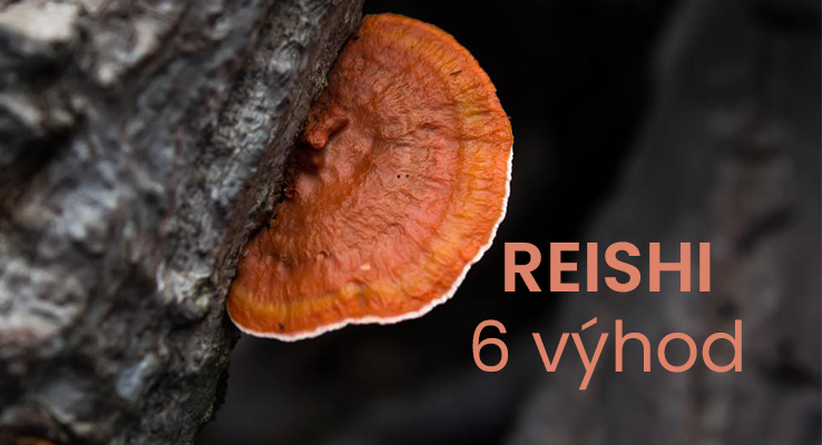 6 výhod húb Reishi