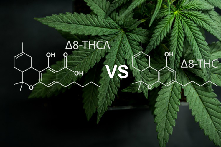 THCa vs THC. Aké sú rozdiely?