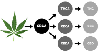 CBG-CBGA-kanabinoidy