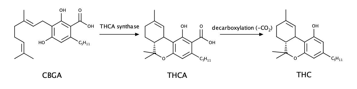 cbga-thca-thc(002)1579517924125