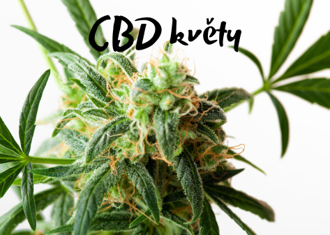 CBD květy