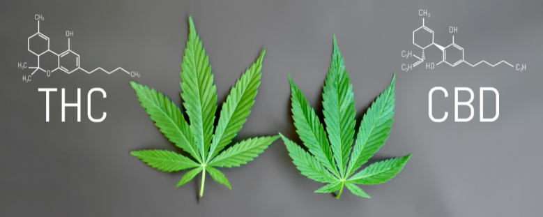 CBD vs. THC