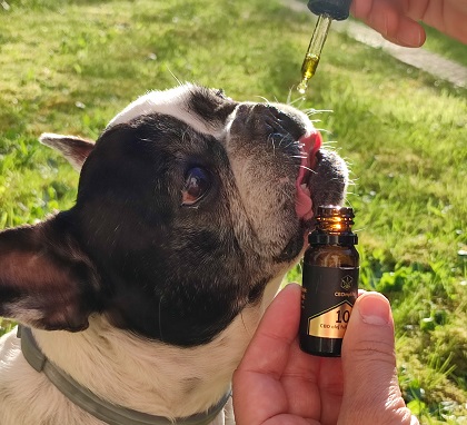 CBD olej pro zvířecí mazlíčky