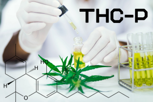 THC-P - Opravdu nejsilnější kanabidiol na světě?