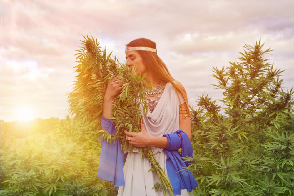 Terpeny v CBD konopí