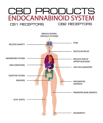Co je Endokanabinoidní systém a jak funguje