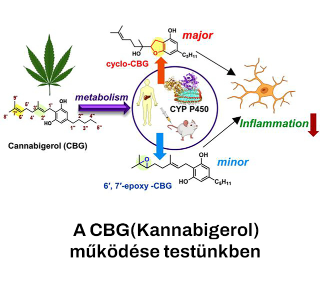 A kannabigerol (CBG) bioaktív metabolitjai és hatásai