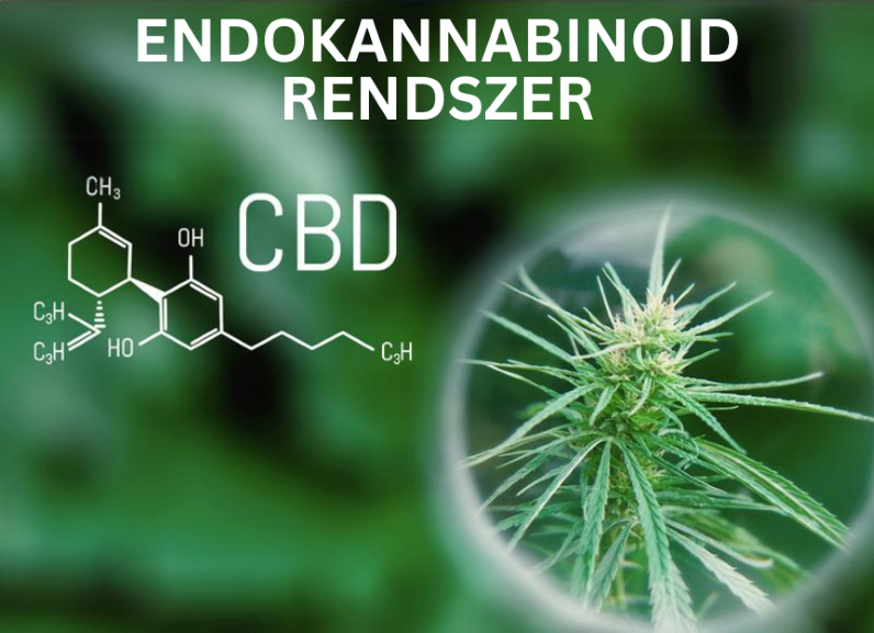 CBD OLAJ ÉS SZERVEZETÜNK ENDOKANNABINOID RENDSZERE