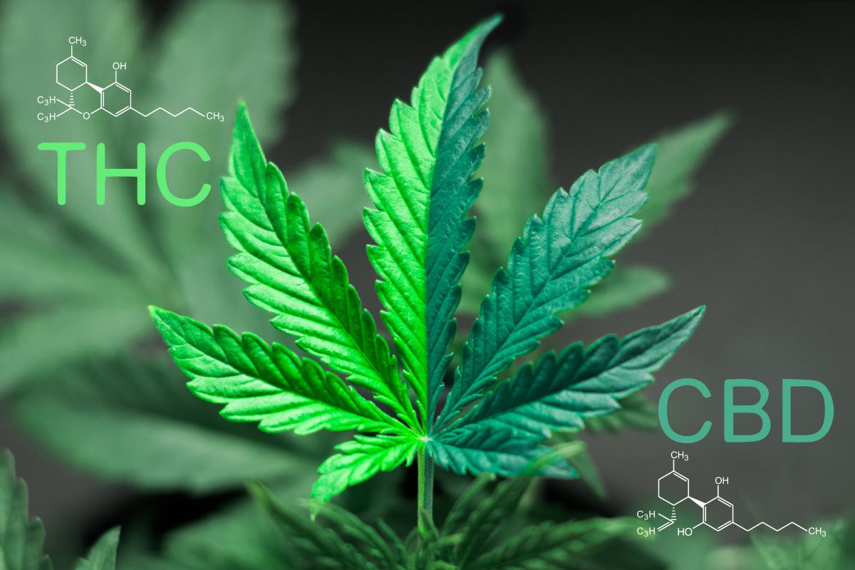CBD vs. THC: Jaký je rozdíl?