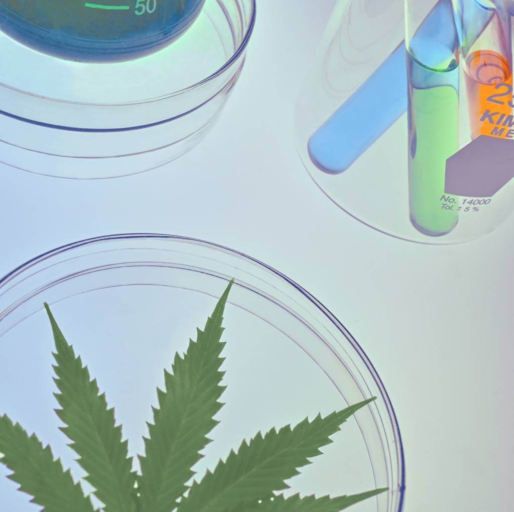 Rozdíl mezi THC a CBD jaké jsou jejich účinky