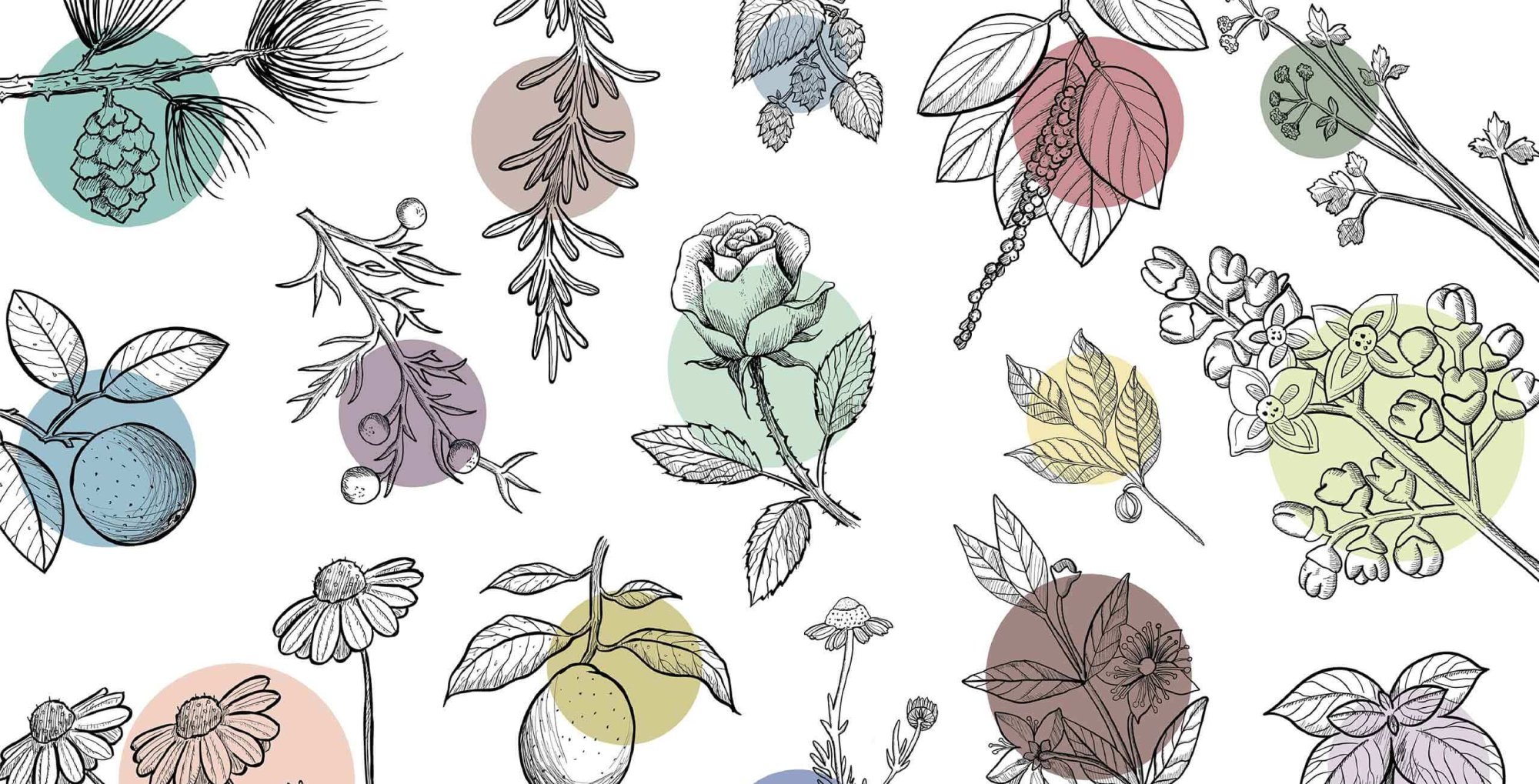 Terpeny a „doprovodný efekt“